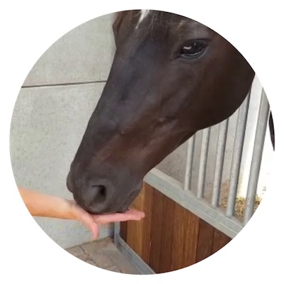 cheval mange aplazyl h de la main