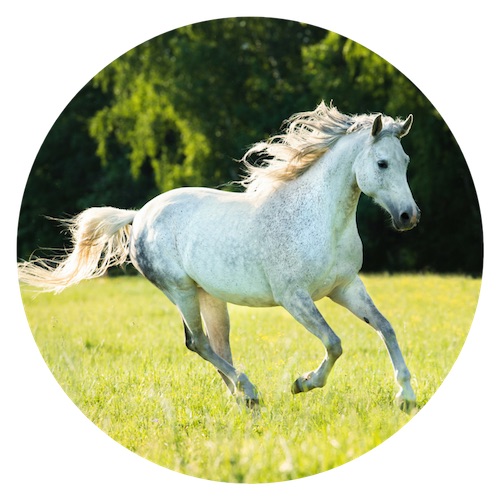 white horse running